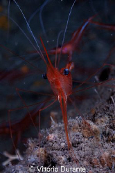 Parapandalus narval (cropped) by Vittorio Durante 